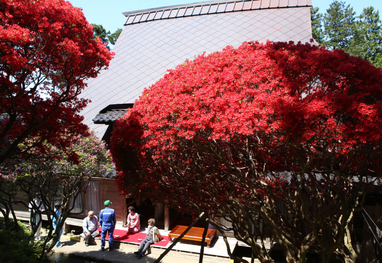 深紅色の花をつける「のとキリシマツツジ」